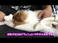 パパのマッサージで至福の表情を見せるチワワ【かわいい犬】