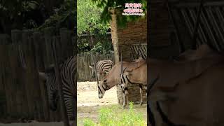 [動物攝影] 東非劍羚與斑馬 East African Oryx and zebra