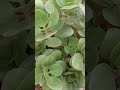 kalanchoe plant care kalanchoe plant care in summer kalanchoe plant care in hindi kalanchoe