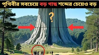 পৃথিবীর সবচেয়ে বড় গাছের রহস্য উন্মোচন!