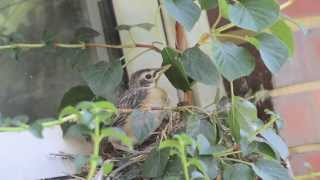 Robin Fledglings Fledge