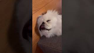 ペキニーズ　セブくん　気配を感じて…②🦈😴💤 #ペキニーズ #pekingese