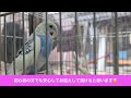 【里親募集】瑠璃（ルリ）2歳♀　インコ　鳥