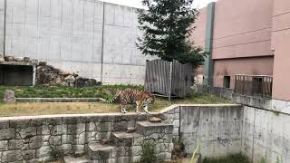 アムールトラの”センイチ” 天王寺動物園 2019.6.23 Tennoji Zoo Amur tiger