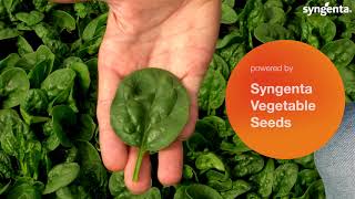 Syngenta vFOI Spinach LDSP1001