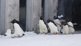 旭山動物園 ペンギン色々な鳴き声