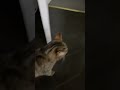 another purrfect video