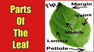 Parts Of The Leaf#shorts