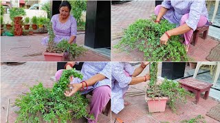 Jade Plant की bird peacock Topiaries बनाने का बहुत ही आसान तरीका easy way of making Jade Topiaries