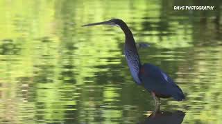 Birding Adventures - Costa Rica (Agami heron/Agamia agami)