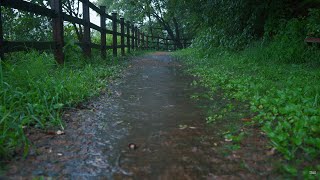 [4K Rain Sounds] I walk in the rain on a quiet forest road. Forest Rain Sound ASMR