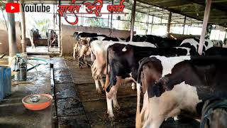 Sawant Dairy Farm🚜🐄🌾 SUPPORTED BY GOKUL 🐄