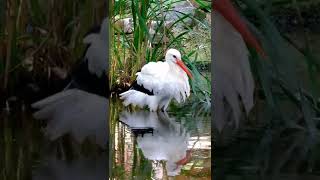 The White Stork with the Red Beak