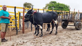 FEIRA DO GADO DE FIM DE ANO NO BOLA   22-12-2024 #nordeste