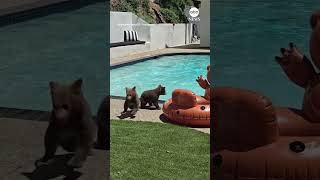Mama bear and cubs take a swim in California pool