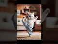 cat doing exercises 🤭😻😻 cat funny cat кот lovecats catlover котки коты cutecat котики