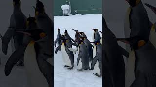 ペンギンの散歩 / Penguin Walk (Shorts) -- 旭山動物園 / Asahiyama Zoo (2023/1/6)