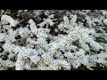 Thunberg Spirea, the Best Spirea Bush that Produces Clusters of Heavenly White Flowers in Spring