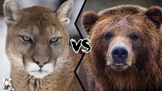 COUGAR VS GRIZZLY BEAR - Who Would Win A Fight?