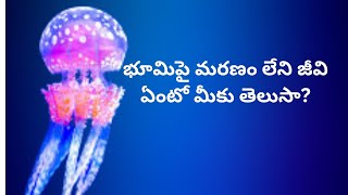 భూమిపై మరణం లేని జీవి ఏంటో మీకు తెలుసా?