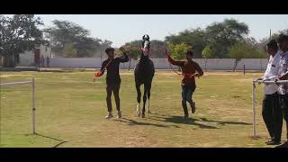 milk teeth Colt category at jasra horse show  2023 (1)