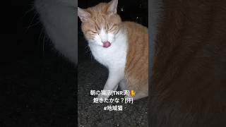 朝の猫活(TNR済)🐈 飽きたかな？(汗) #地域猫