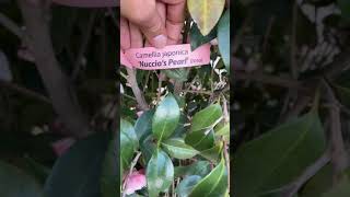 Camellia Japonica Nuccio’s Pearl