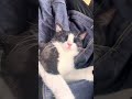 人間をダメにするクッション【猫もダメになる】