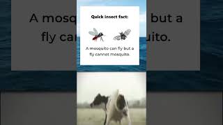 Mind-Blowing Insect Fact! 🤯🐝 | Funniest Meme Ever! 😂