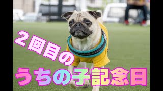 2回目の「うちの子記念日」を迎えたパグ犬【パグつくし/pug】