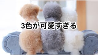 【多頭飼い】とある休日の過ごし方/３色が可愛い/休日はゆっくりと