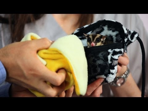 How to Deal with Sugar Glider Barking | Sugar Gliders How to Deal with Sugar Glider Barking | Sugar Gliders