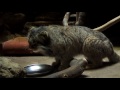 食事をするマヌルネコpallas s cat have a meal