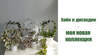 Хойи и дисхидии - моя новая коллекция