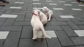 Dogo Argentino puppies with KCI