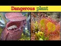 Dangerous plant part 1||FACTSKNOWLEDGETAMIL #tamilnadu