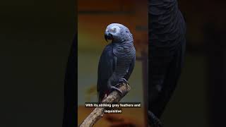 AFRICAN GREY PARROT🦜#shorts