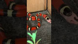 Nelson’s Milk Snake (Eating)