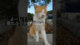 お前も我が家に来ないか？(猫) #shorts