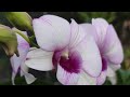 Orchid | Dendrobium | Cooktown orchid