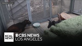 Pasadena Humane takes in nearly 800 animals amid devasting wildfires