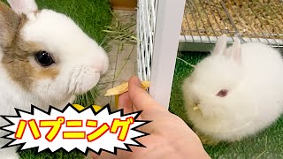 【衝撃】”オス”うさぎが部屋んぽ中に衝撃の行動にｗｗｗ