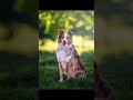 when you meet other cute nyc australian shepherds dog australianshepherd dogphotography cutedog