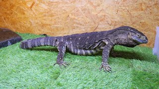 I changed the flooring of the monitor lizard breeding cage to high-grade artificial turf.