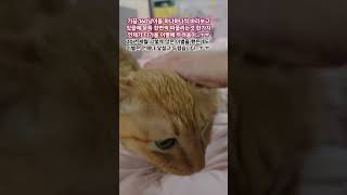 경험으로는 어떻게 할수없는 이별..ㅠ#대장이#호빵이#신부전