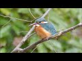 大泉緑地のカワセミ（２０１９年２月９日）