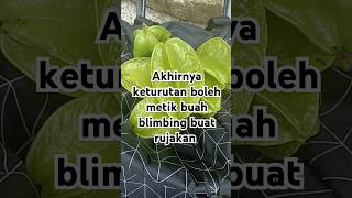 Akhirnya keturutan#buahbelimbing