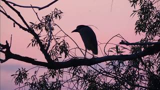 Ślepowron / Night Heron