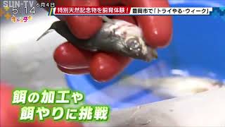 「トライやる・ウィーク」 中学生がコウノトリの飼育体験