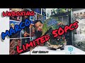 Unboxing limited 50pcs Statue MARCO One piece by Art Realm studio